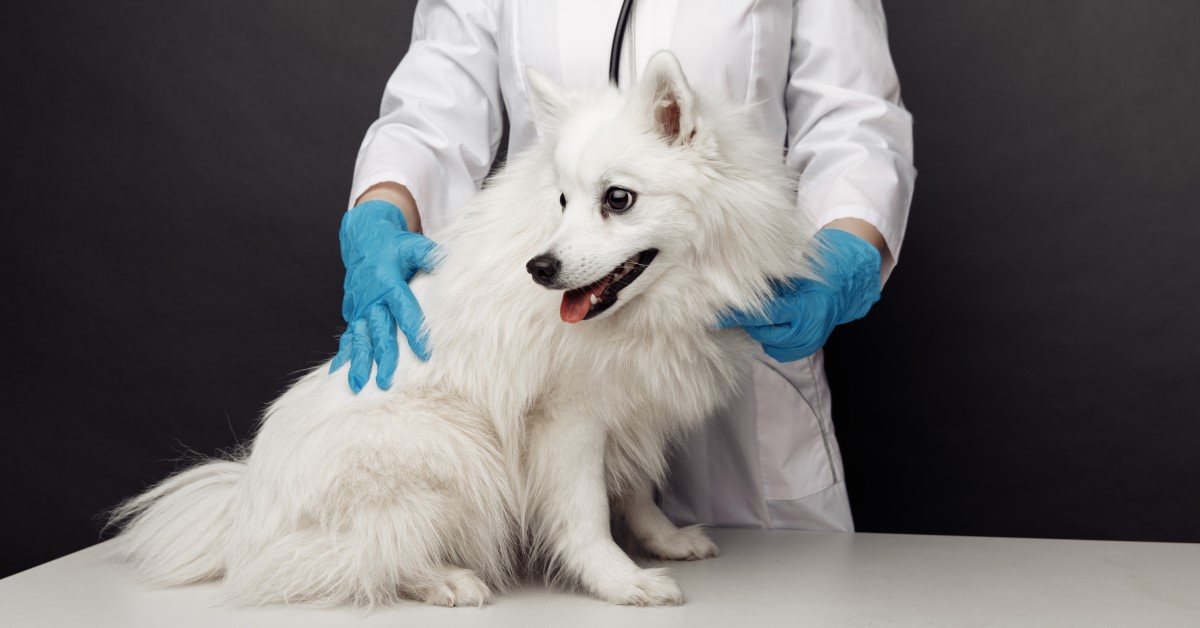Reasons to Get Your Dog Tested for Diabetes